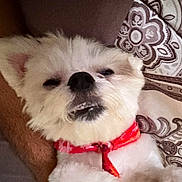 Princess is registered to the contest to win money with this photo: animal, close_up, collar, companion, cozy, cute, dog, expression, face, fluffy, fur, indoor, lying_down, patterned_pillow, pet, pillow, red_collar, resting, sleepy, white_dog