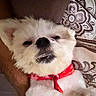 Princess is registered to the contest to win money with this photo: animal, close_up, collar, companion, cozy, cute, dog, expression, face, fluffy, fur, indoor, lying_down, patterned_pillow, pet, pillow, red_collar, resting, sleepy, white_dog