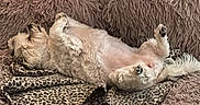 Princess is registered to the contest to win money with this photo: blanket, couch, cozy, cute, dog, domestic_animal, fluffy, fur, indoor, leopard_print, lying_down, paw, pet, pink_couch, relaxed, resting, shaggy_couch, sleeping, upside_down, white_dog
