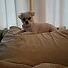 dog, small_dog, white_dog, cushion, sofa, indoors, pet, resting, curtains, relaxed, animal, companion, furniture, cozy, domestic, cute, fluffy, laying, home, friendly