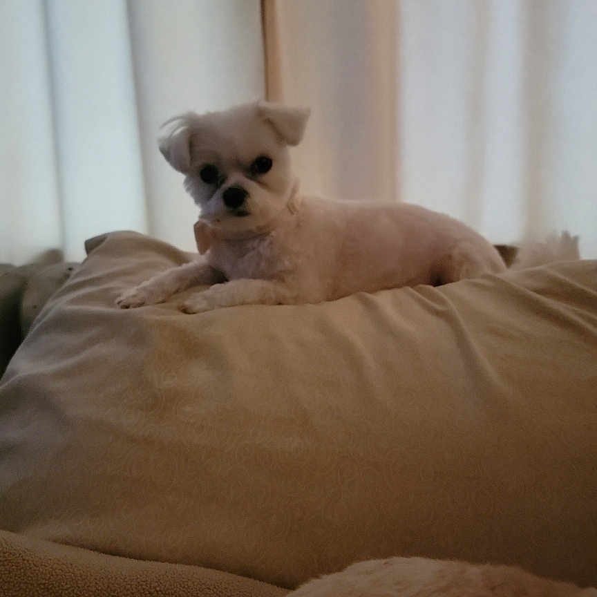Princess joined the competition — help win amazing prizes! dog, small_dog, white_dog, cushion, sofa, indoors, pet, resting, curtains, relaxed, animal, companion, furniture, cozy, domestic, cute, fluffy, laying, home, friendly