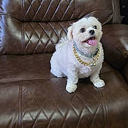 Princess is registered to the contest to win money with this photo: dog, small_dog, white_dog, leather_chair, brown_chair, recliner, pet, indoor, happy_dog, tongue_out, fur, jewelry, gold_chain, seat, home_interior, curtains, flooring, animal, cute, companion
