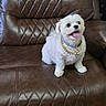 dog, small_dog, white_dog, leather_chair, brown_chair, recliner, pet, indoor, happy_dog, tongue_out, fur, jewelry, gold_chain, seat, home_interior, curtains, flooring, animal, cute, companion