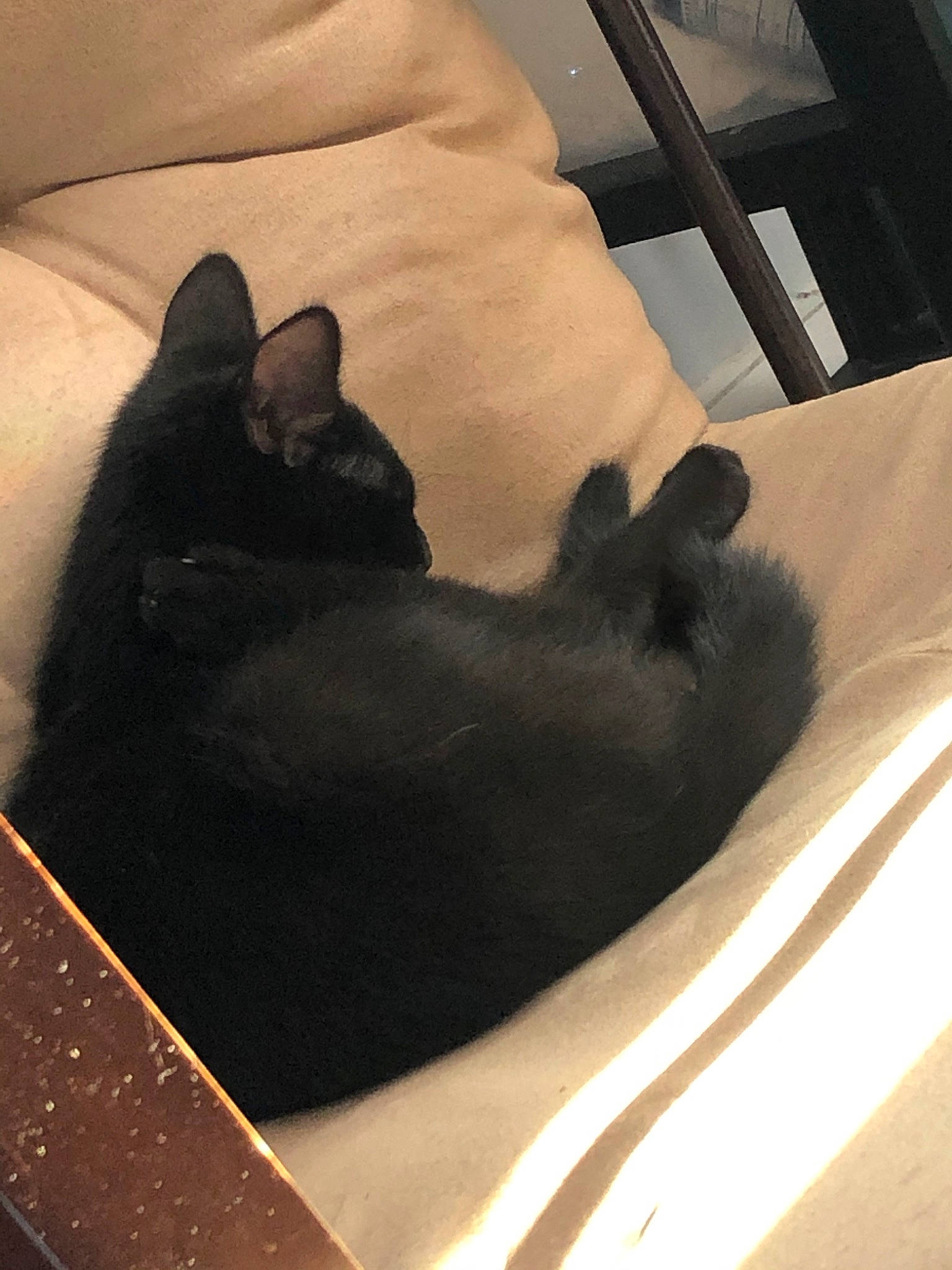 Yodie joined the competition — help win amazing prizes! black, black_cat, carnivore, cat, comfort, felidae, fur, furniture, nap, sleep, small_to_medium_sized_cats, tail, whiskers