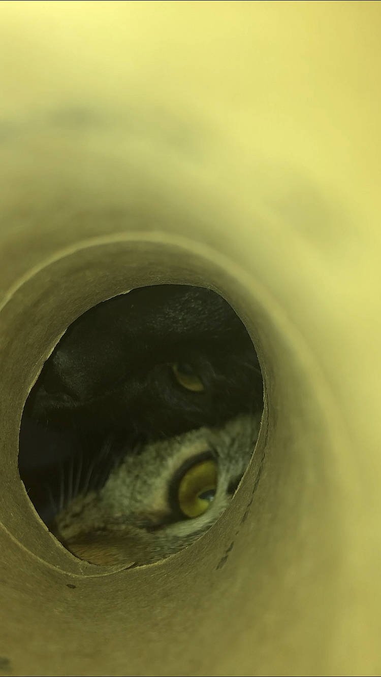 Yodie joined the competition — help win amazing prizes! circle, drain, eye, iris, organ, plumbing_fixture, tunnel, water