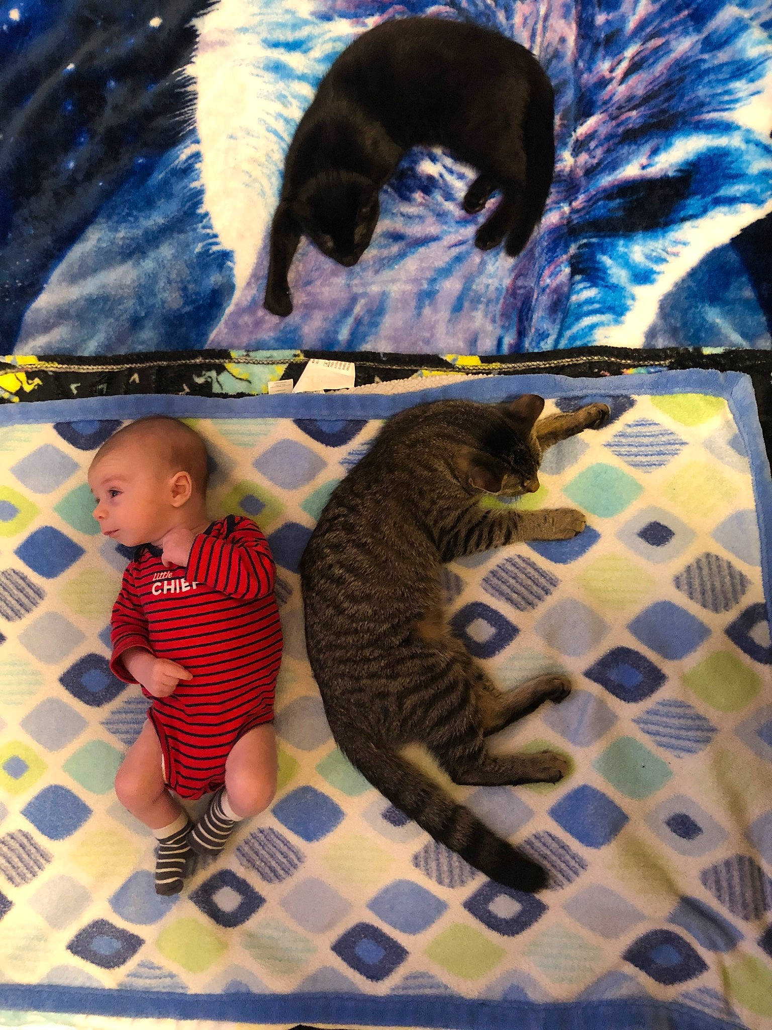 Ollie is registered to the contest to win money with this photo: carnivore, cat, child, collage, felidae, fur, kitten, organism, photography, play, small_to_medium_sized_cats, tabby_cat, tail, toddler, world