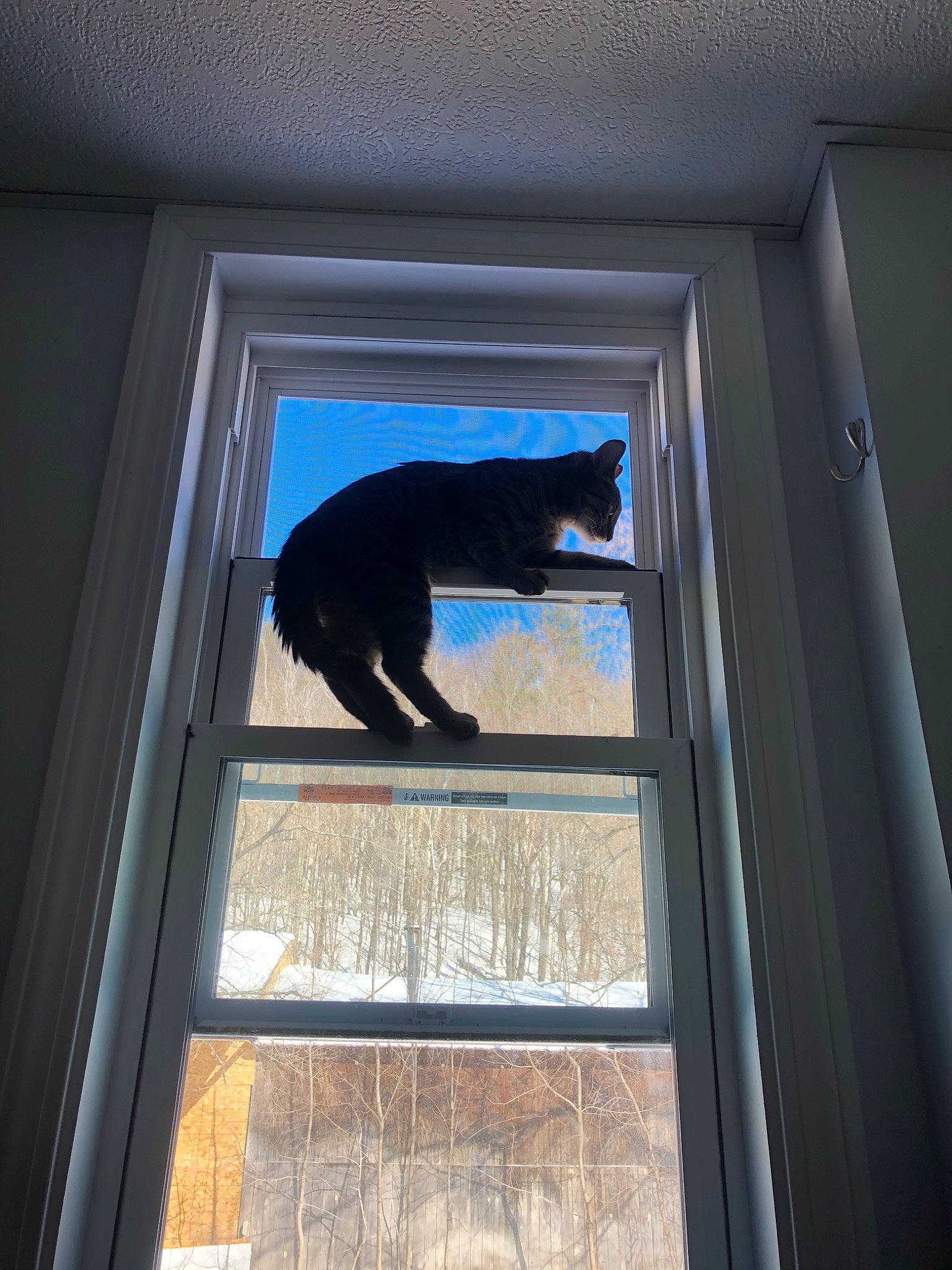Ollie joined the competition — help win amazing prizes! black_cat, cat, felidae, house, interior_design, room, small_to_medium_sized_cats, tail, window, window_covering, window_treatment