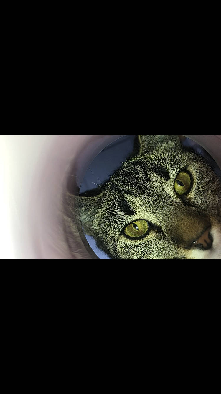 Ollie joined the competition — help win amazing prizes! asian, california_spangled, carnivore, cat, close_up, domestic_short_haired_cat, dragon_li, ear, european_shorthair, eye, felidae, iris, photo_caption, photography, small_to_medium_sized_cats, snout, tabby_cat, whiskers