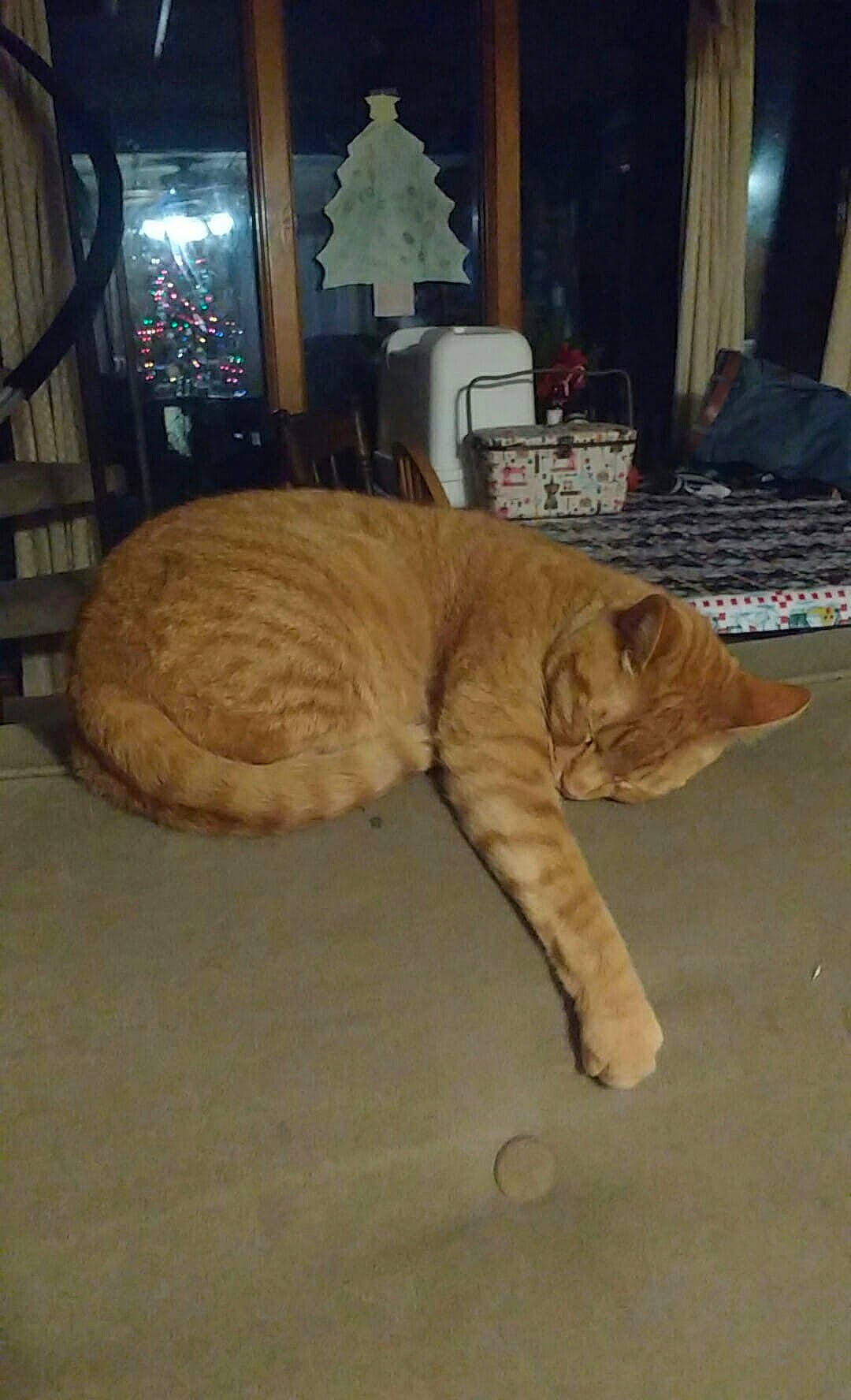 Jude joined the competition — help win amazing prizes! carnivore, cat, domestic_short_haired_cat, european_shorthair, fawn, felidae, small_to_medium_sized_cats, tabby_cat, tail, whiskers, wood