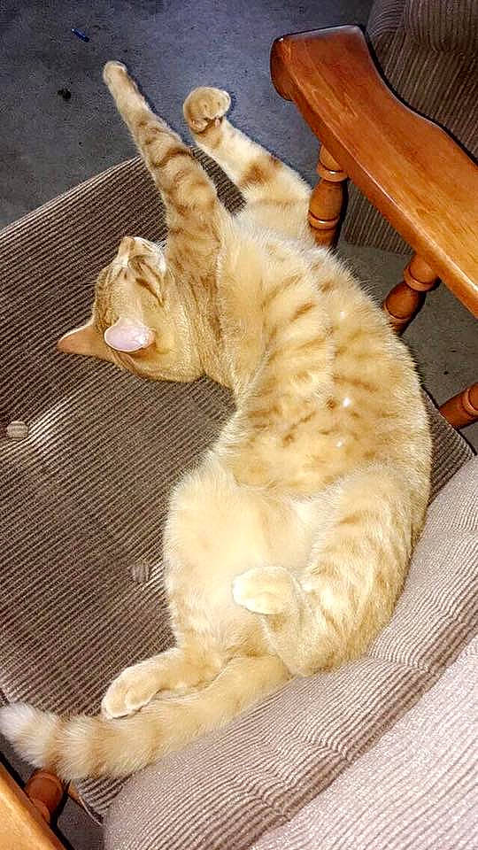 Jude is registered to the contest to win money with this photo: carnivore, cat, claw, european_shorthair, fawn, felidae, fur, small_to_medium_sized_cats, tabby_cat, tail, whiskers