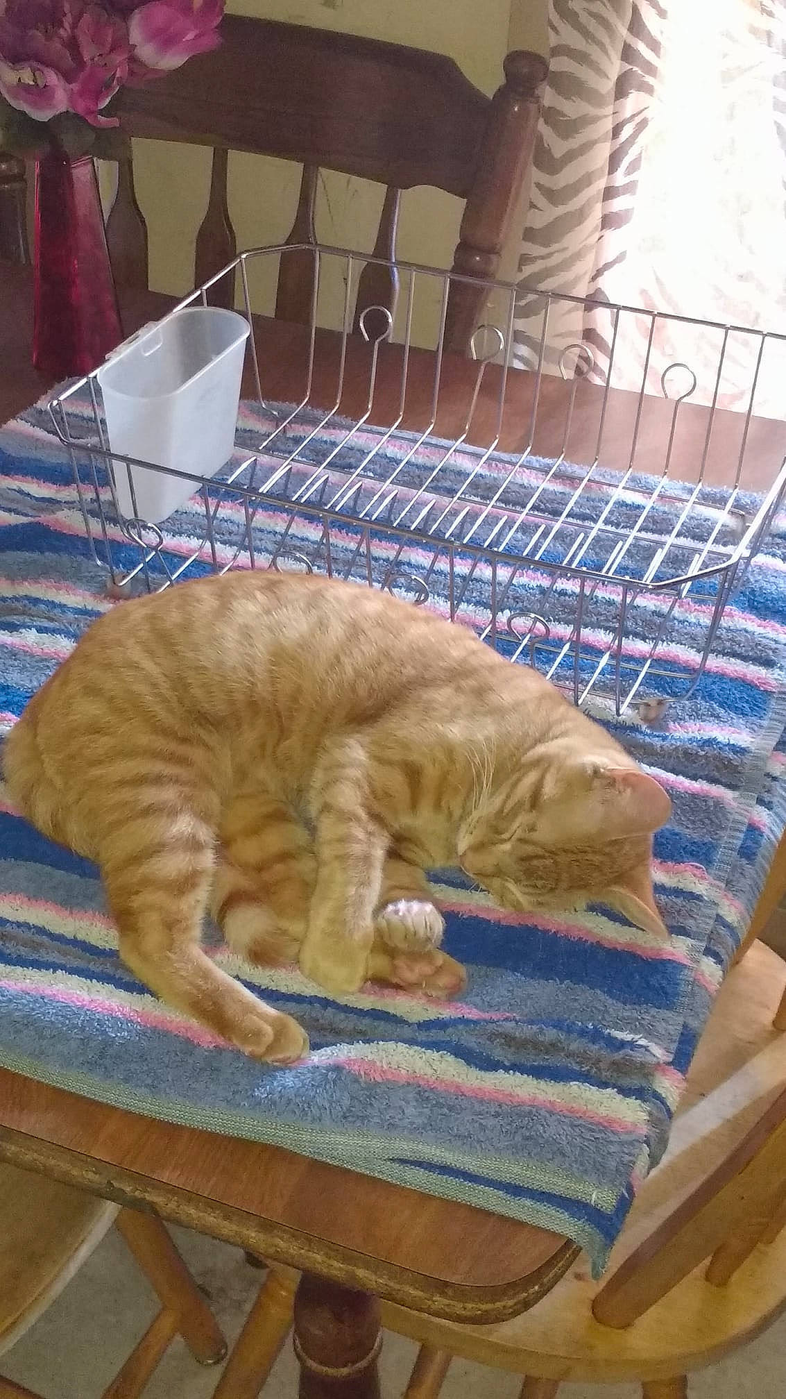 Jude joined the competition — help win amazing prizes! british_shorthair, carnivore, cat, domestic_short_haired_cat, european_shorthair, fawn, felidae, nap, small_to_medium_sized_cats, tabby_cat, tail, whiskers