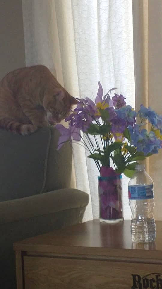 Jude joined the competition — help win amazing prizes! bouquet, cat, cut_flowers, floral_design, flower, flower_arranging, home, house, houseplant, hydrangea, interior_design, living_room, plant, purple, room, table, vase, viola, violet_family, window