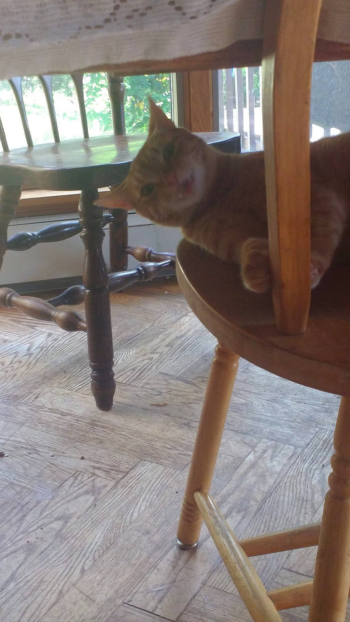 Jude joined the competition — help win amazing prizes! cat, chair, fawn, felidae, floor, flooring, furniture, hardwood, room, table, tail, wood