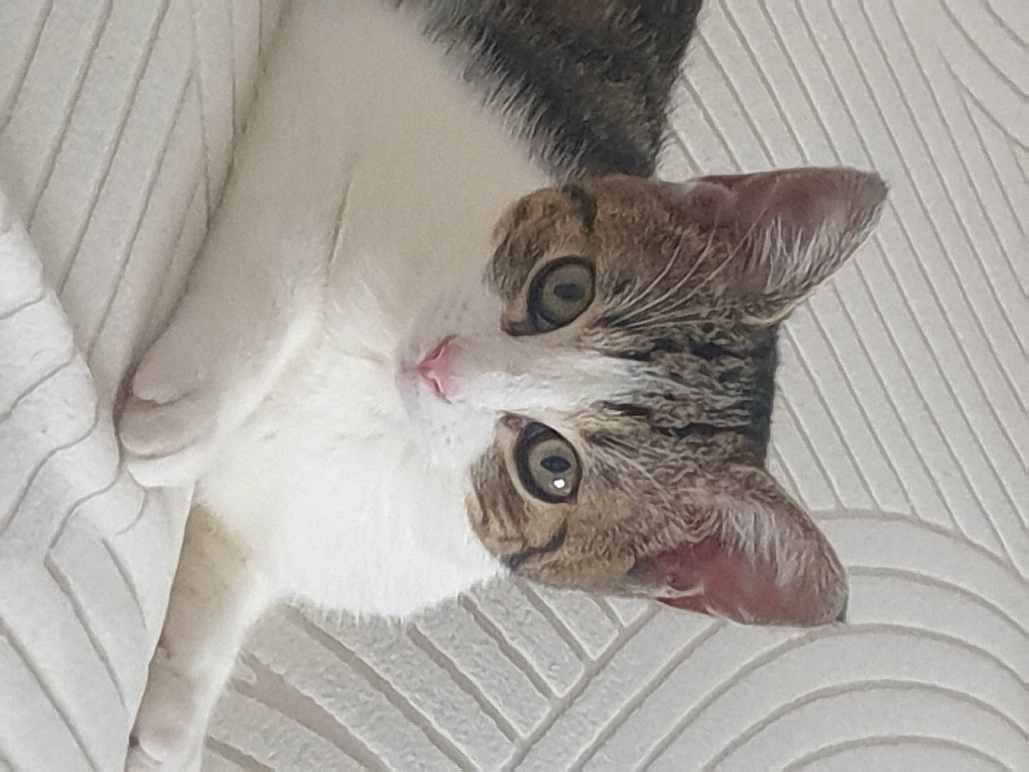 Utah a rejoint le concours — aidez-le/la à gagner de superbes lots ! carnivore, cat, cat_supply, claw, comfort, domestic_short_haired_cat, ear, felidae, fur, grey, paw, small_to_medium_sized_cats, snout, tail, whiskers