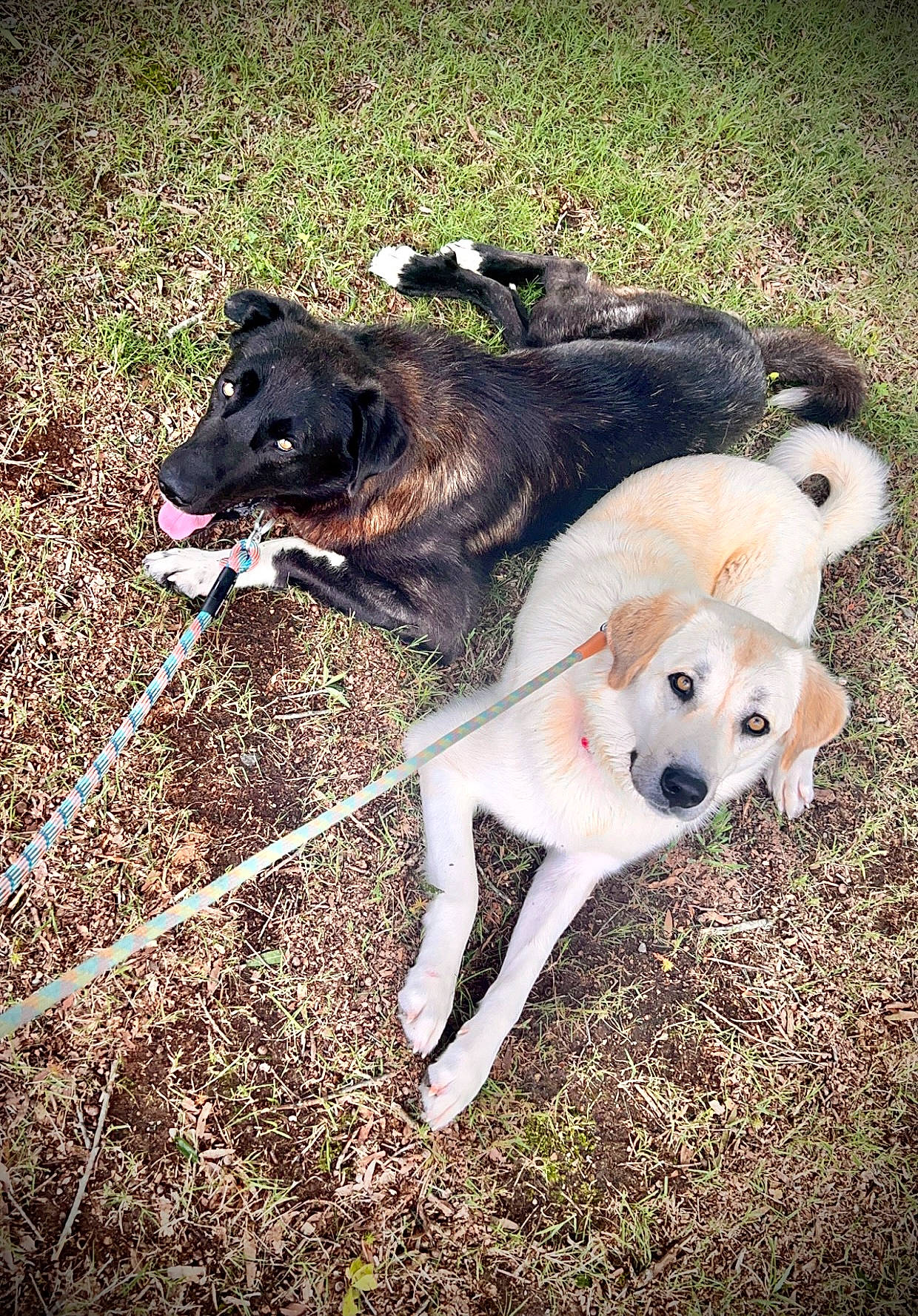 Max is registered to the contest to win money with this photo: ancient_dog_breeds, canidae, carnivore, collar, companion_dog, dog, dog_breed, dog_collar, fawn, fur, grass, herding_dog, leash, plant, snout, soil, sporting_group, tail, working_animal, working_dog