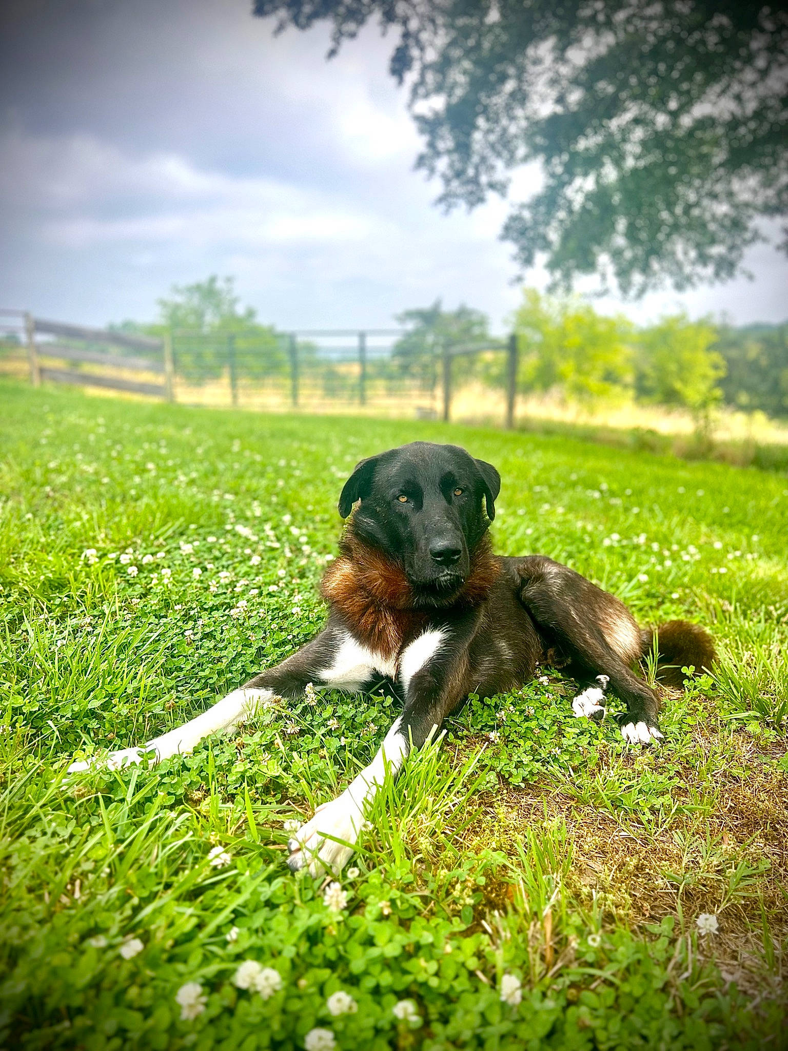 Max joined the competition — help win amazing prizes! agriculture, carnivore, cloud, companion_dog, dog, dog_breed, grass, grassland, green, groundcover, happy, landscape, lawn, meadow, people_in_nature, plant, prairie, sky, tree, working_animal