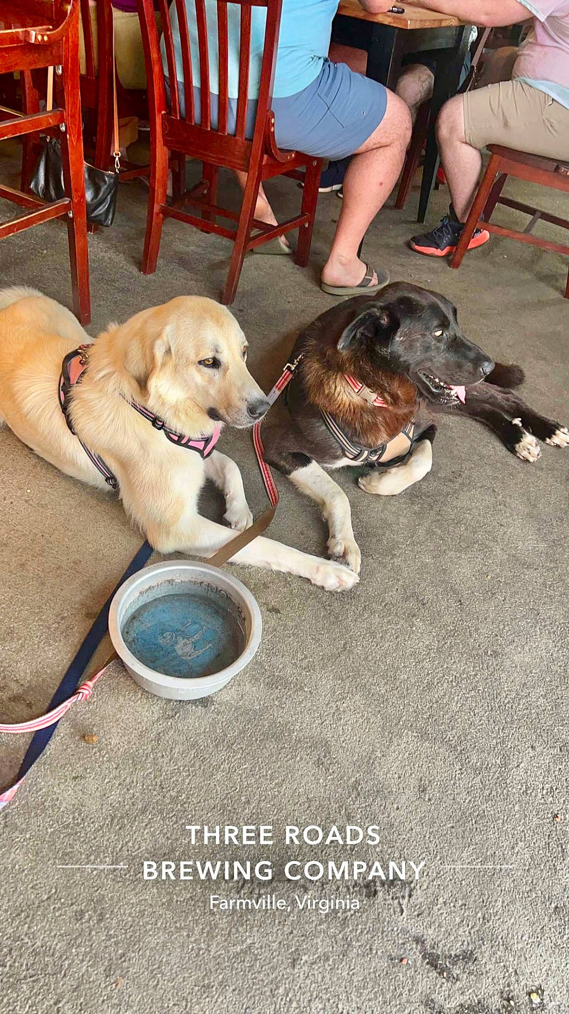 Max joined the competition — help win amazing prizes! carnivore, chair, collar, companion_dog, dog, dog_breed, dog_collar, dog_supply, fawn, flooring, leash, leisure, pet_supply, recreation, retriever, shorts, sporting_group, table, vertebrate, working_animal