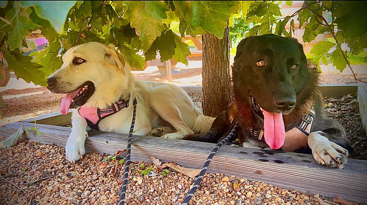 Max is registered to the contest to win money with this photo: canidae, carnivore, companion_dog, dog, dog_breed, dog_supply, fawn, grass, gun_dog, happy, hound, liver, paw, plant, sitting, snout, sporting_group, tree, wood, working_animal