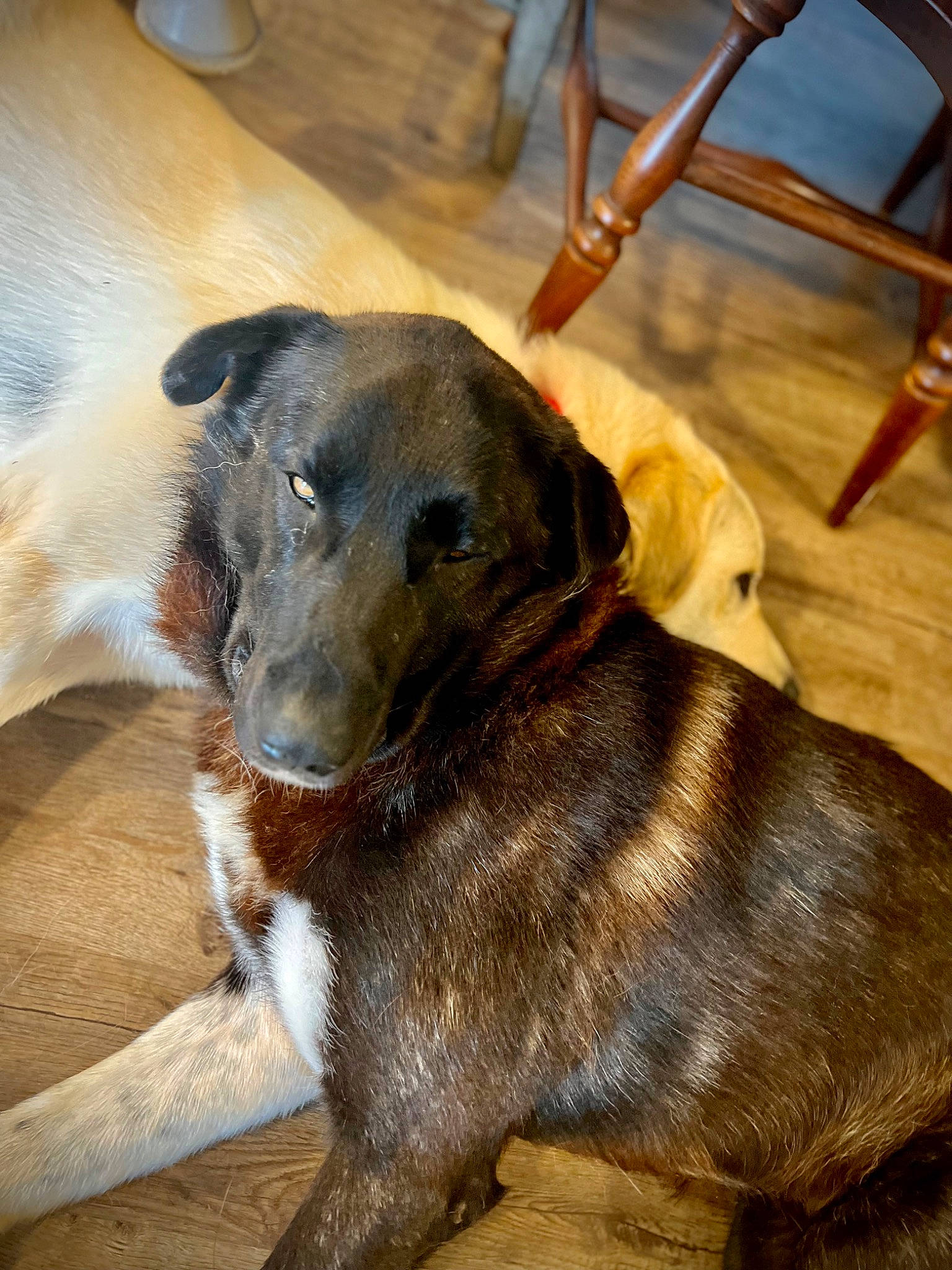 Max is registered to the contest to win money with this photo: canidae, carnivore, chair, collar, companion_dog, dog, dog_breed, dog_collar, fawn, fur, guard_dog, liver, pet_supply, snout, sporting_group, terrestrial_animal, whiskers, wood, working_animal, working_dog