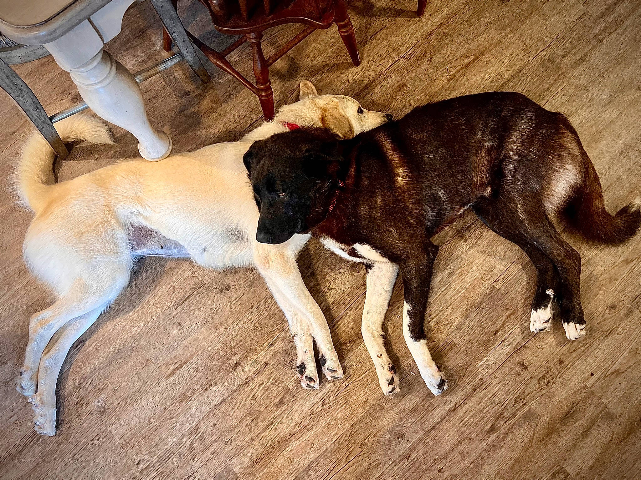 Reba joined the competition — help win amazing prizes! canidae, carnivore, chair, collar, comfort, companion_dog, dog, dog_breed, dog_collar, dog_supply, fawn, flooring, hardwood, magyar_agar, sighthound, snout, sporting_group, tail, wood, working_animal