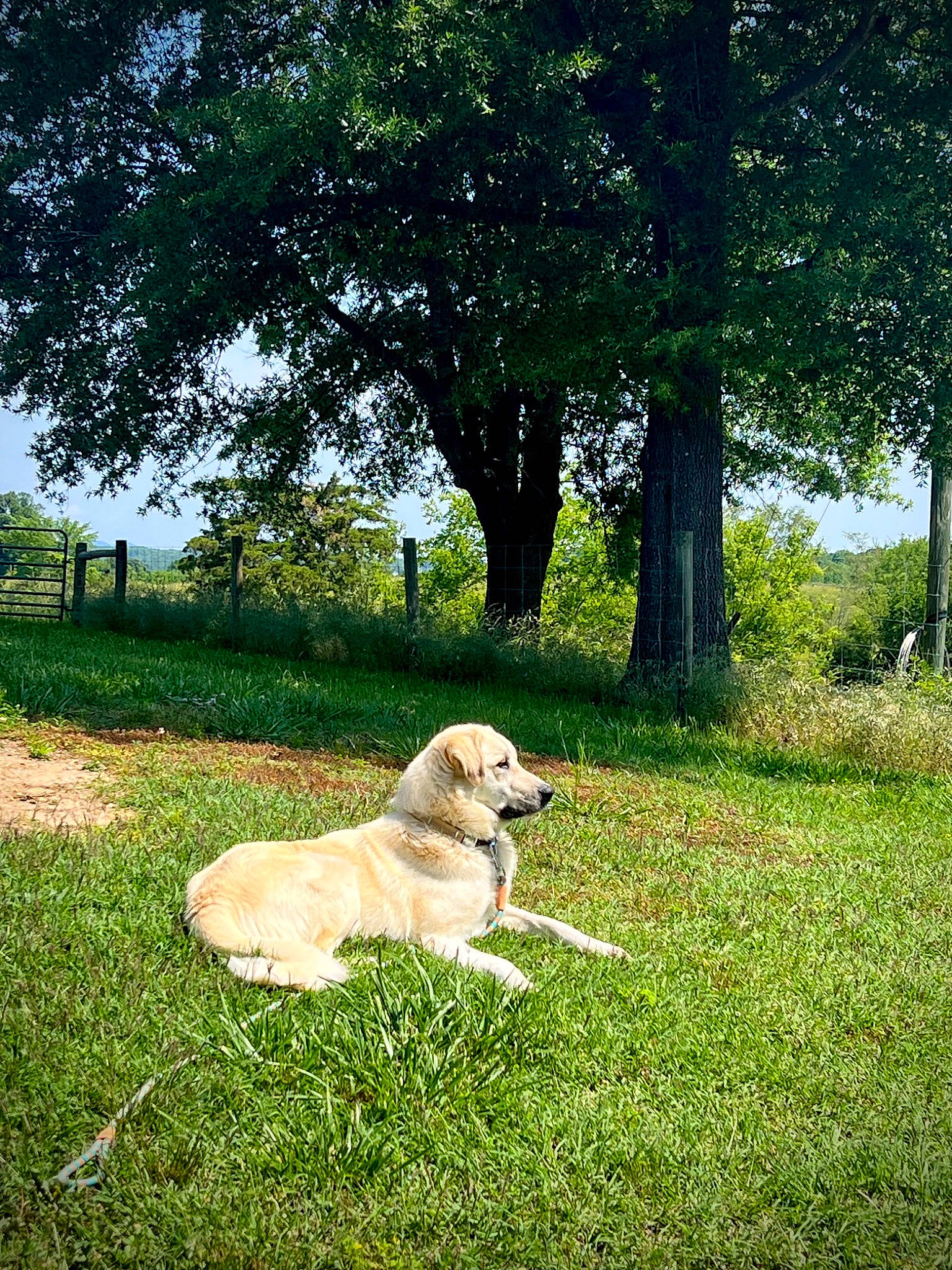 Reba is registered to the contest to win money with this photo: canidae, carnivore, companion_dog, dog, dog_breed, fawn, garden, grass, grassland, gun_dog, landscape, natural_landscape, pasture, people_in_nature, plant, retriever, shade, sporting_group, tree, working_animal