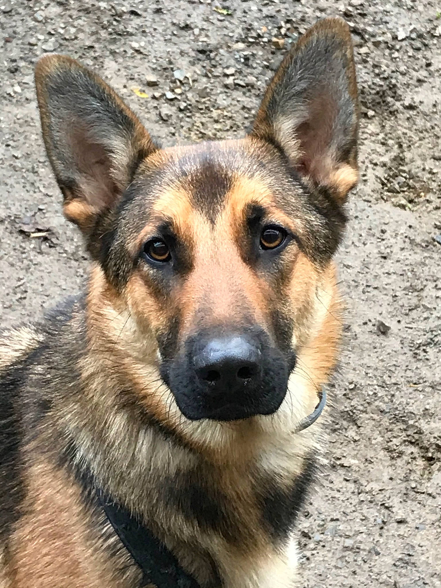 Ogust a rejoint le concours — aidez-le/la à gagner de superbes lots ! canidae, carnivore, dog, dog_breed, east_european_shepherd, fawn, german_shepherd_dog, king_shepherd, kunming_wolfdog, mammal, old_german_shepherd_dog, rare_breed_dog, shiloh_shepherd_dog, snout, vertebrate, wolfdog, working_dog