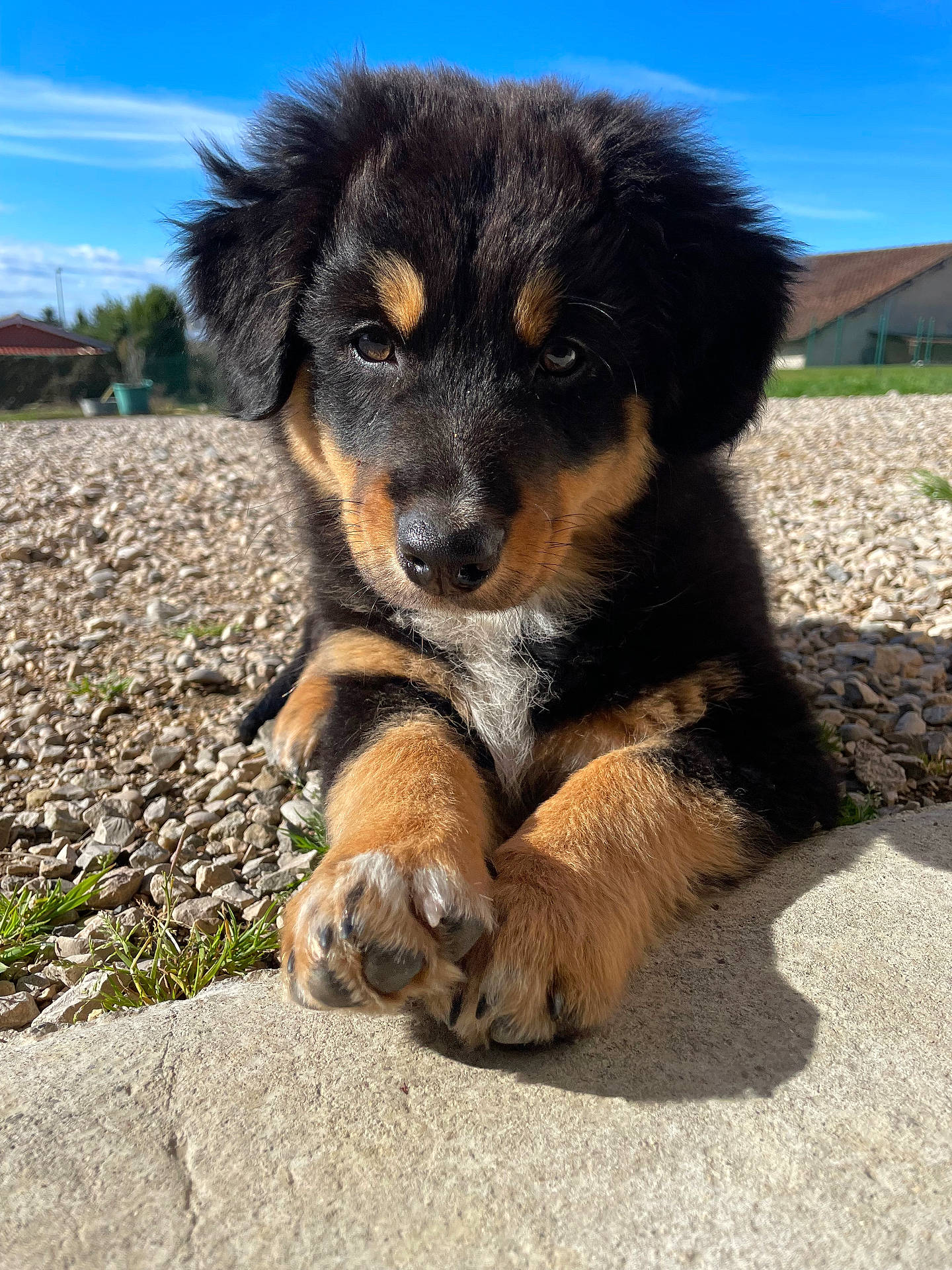 animal, architecture, building, canine, cockerspaniel, dog, germanshepherd, grass, gravel, hound, outdoors, pebble, pet, plant, puppy, road, rock, slate, soil, terrier