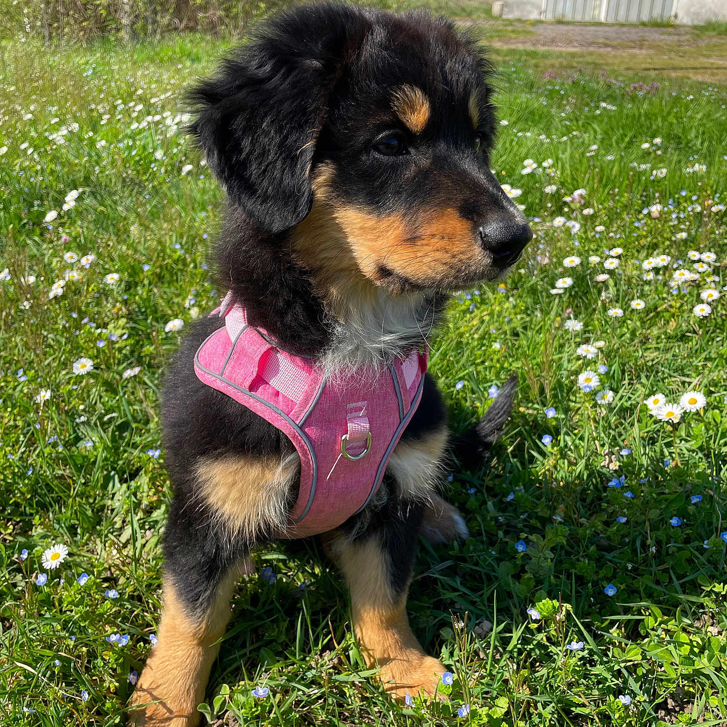 Violette participe au concours pour gagner de l'argent avec cette photo : accessories, animal, canine, dog, field, flower, geranium, grass, grassland, herbal, herbs, hound, lawn, nature, outdoors, pet, plant, puppy, strap, terrier