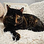 animal_face_pillow, cat, close_up, comfortable, cozy, cute, feline, fluffy_blanket, fur, green_eyes, home, indoor, pet, pillow, portrait, relaxed, resting, soft_texture, tortoiseshell, whiskers