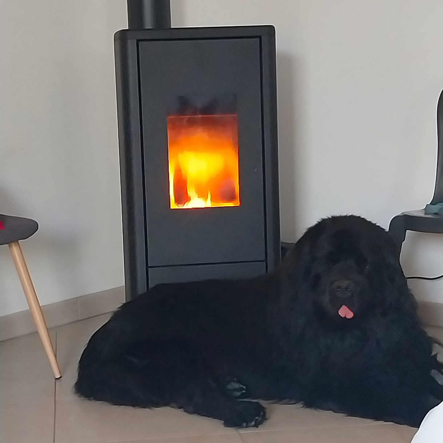 Neptune a rejoint le concours — aidez-le/la à gagner de superbes lots ! dog, black_dog, large_dog, fluffy, long_hair, lying_down, tongue_out, pet, animal, wood_stove, fireplace, flames, indoor, home, tile_floor, furniture, chair, wall, cozy, portrait