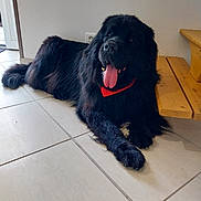 Neptune participe au concours pour gagner de l'argent avec cette photo : dog, black_dog, large_dog, fluffy, long_hair, red_bandana, tongue_out, lying_down, indoor, tiled_floor, wooden_bench, home, room, portrait, pet, animal, relaxed, happy, photography, black_fur