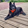Onyx participe au concours pour gagner de l'argent avec cette photo : dog, black_dog, long-haired, bandana, orange_bandana, lying_down, outdoor, garden, wooden_deck, gravel, gate, fence, plants, shrubbery, trees, portrait, pet, animal, happy, alert