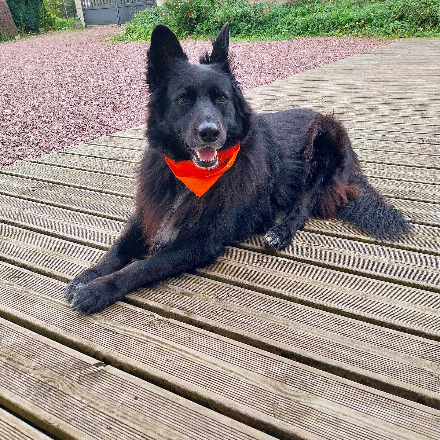 Onyx participe au concours pour gagner de l'argent avec cette photo : dog, black_dog, long-haired, bandana, orange_bandana, lying_down, outdoor, garden, wooden_deck, gravel, gate, fence, plants, shrubbery, trees, portrait, pet, animal, happy, alert