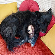 Onyx participe au concours pour gagner de l'argent avec cette photo : dog, black_dog, fluffy, long_hair, pet, stuffed_animal, monkey_toy, cushions, pillows, red_rug, indoor, home, cozy, lying_down, curled_up, relaxed, black_fur, animal_portrait, playful, furniture