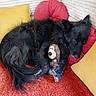 animal_portrait, black_dog, black_fur, cozy, curled_up, cushions, dog, fluffy, furniture, home, indoor, long_hair, lying_down, monkey_toy, pet, pillows, playful, red_rug, relaxed, stuffed_animal