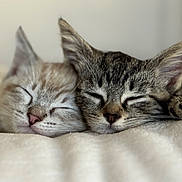 Gemma And Miley joined the competition — help win amazing prizes! blanket, cat, close_up, companionship, cozy, cute, domestic_animal, ears, feline, fur, indoors, kitten, nose, peaceful, pets, resting, sleeping, soft, two_animals, whiskers