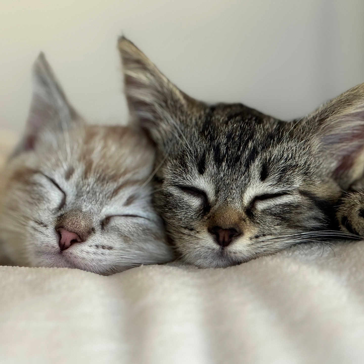 Gemma And Miley joined the competition — help win amazing prizes! blanket, cat, close_up, companionship, cozy, cute, domestic_animal, ears, feline, fur, indoors, kitten, nose, peaceful, pets, resting, sleeping, soft, two_animals, whiskers