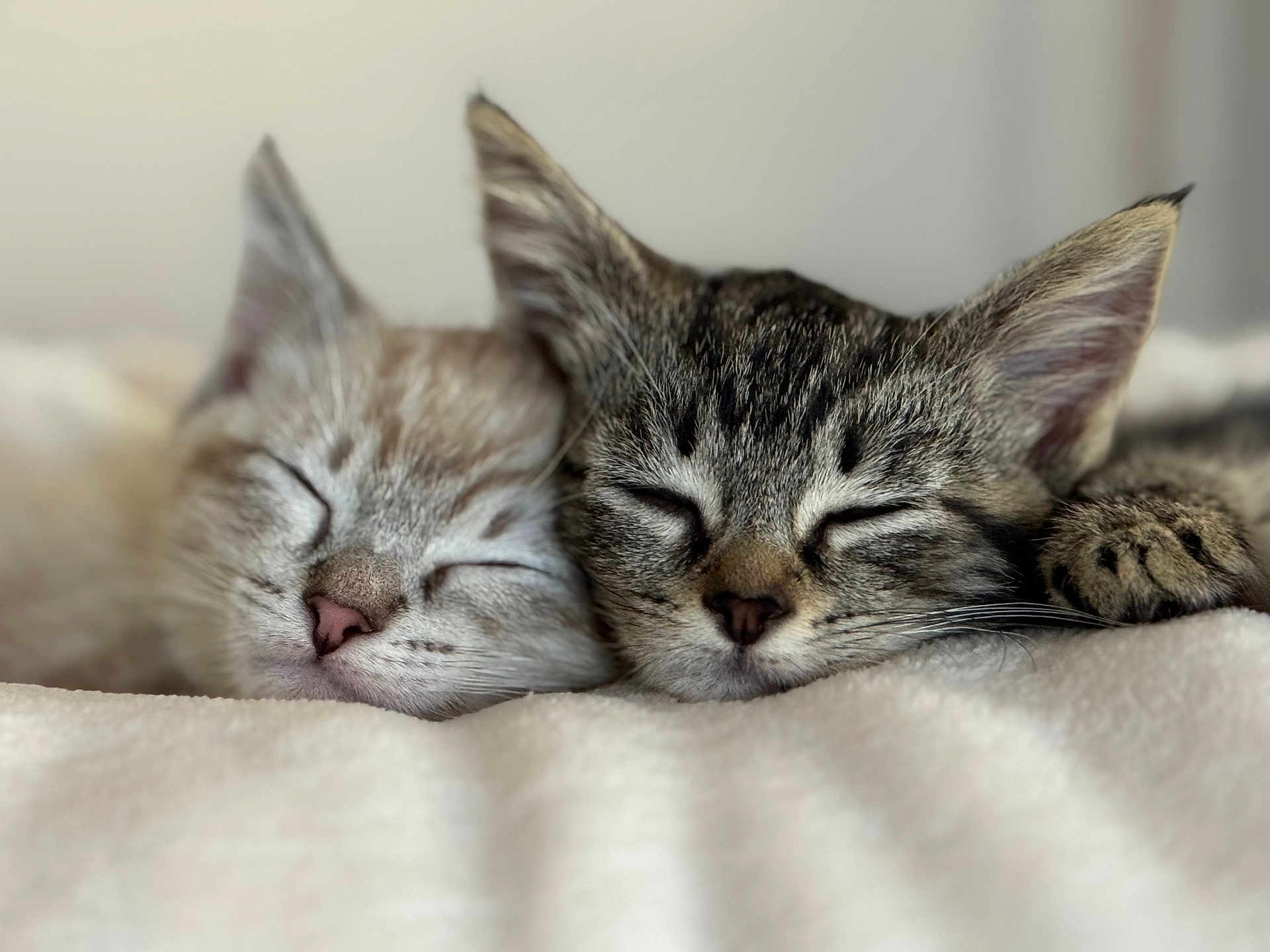 Gemma And Miley joined the competition — help win amazing prizes! blanket, cat, close_up, companionship, cozy, cute, domestic_animal, ears, feline, fur, indoors, kitten, nose, peaceful, pets, resting, sleeping, soft, two_animals, whiskers