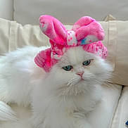 Snowflake joined the competition — help win amazing prizes! cat, white_cat, fluffy, pet, animal, pink_bunny_ears, headband, cute, relaxing, indoors, couch, feline, soft, adorable, domestic_animal, portrait, close_up, resting, fur, eyes