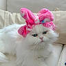 cat, white_cat, fluffy, pet, animal, pink_bunny_ears, headband, cute, relaxing, indoors, couch, feline, soft, adorable, domestic_animal, portrait, close_up, resting, fur, eyes