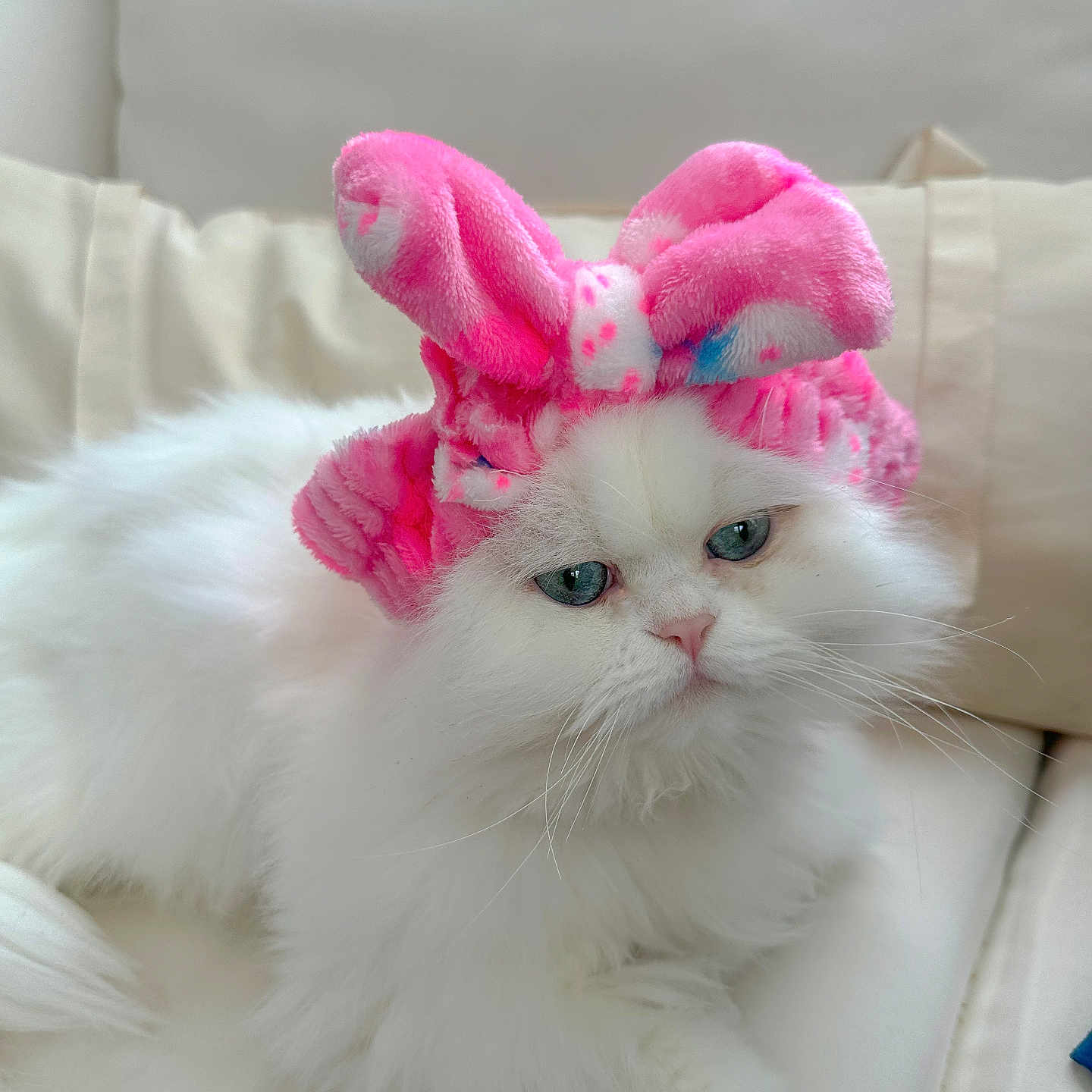 Snowflake joined the competition — help win amazing prizes! cat, white_cat, fluffy, pet, animal, pink_bunny_ears, headband, cute, relaxing, indoors, couch, feline, soft, adorable, domestic_animal, portrait, close_up, resting, fur, eyes