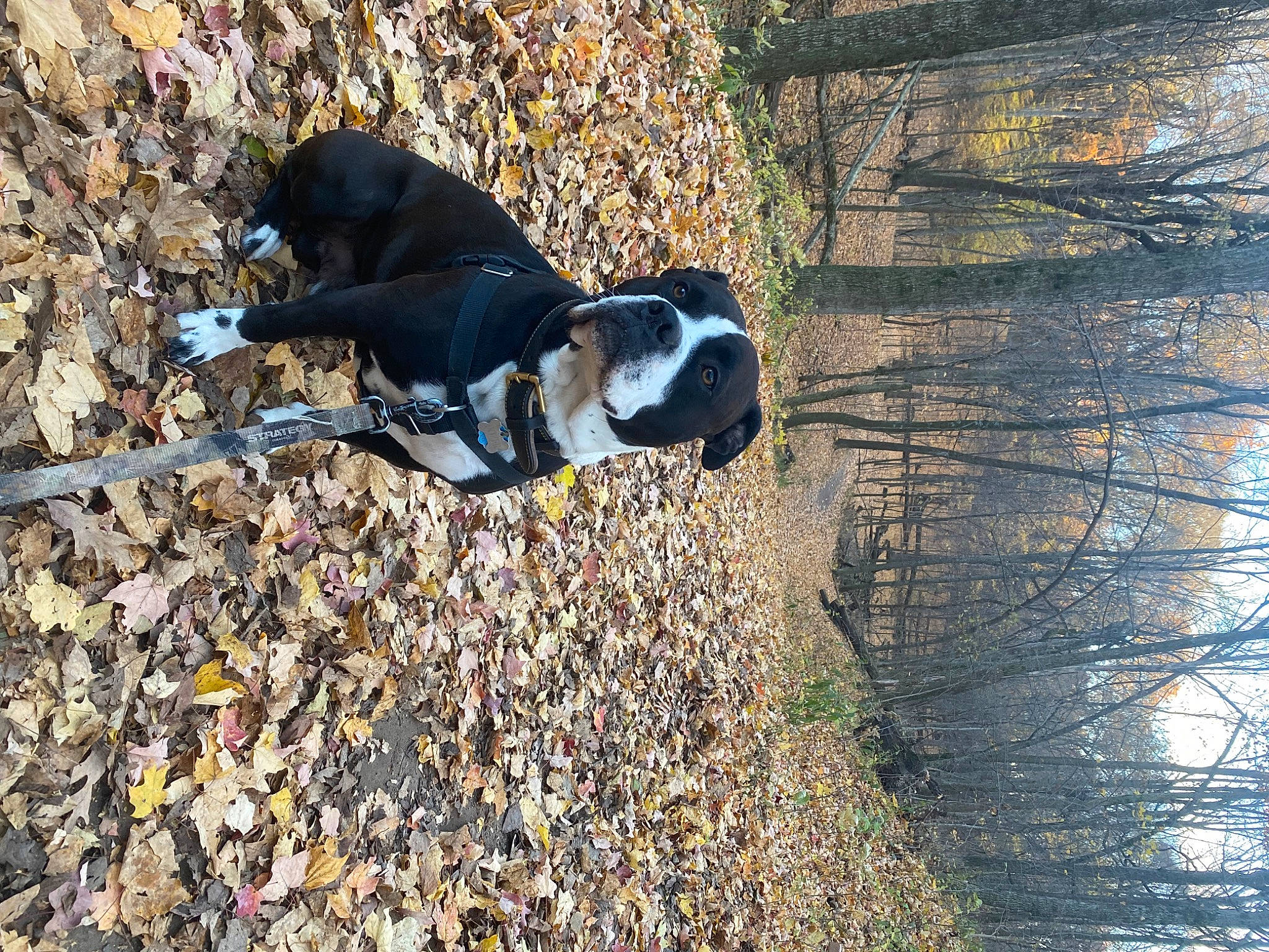 Dozer is registered to the contest to win money with this photo: carnivore, companion_dog, deciduous, dog, dog_breed, fawn, grass, pet_supply, plant, road_surface, shadow, snout, soil, sporting_group, tail, tints_and_shades, tree, trunk, wood, working_animal
