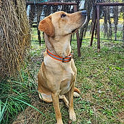 Pepper joined the competition — help win amazing prizes! animal, brown_dog, canine, collar, curious, daylight, dog, ears, fence, golden_retriever, grass, hay, nature, outdoor, pet, rural, side_view, sitting, snout, watchful