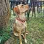 animal, brown_dog, canine, collar, curious, daylight, dog, ears, fence, golden_retriever, grass, hay, nature, outdoor, pet, rural, side_view, sitting, snout, watchful