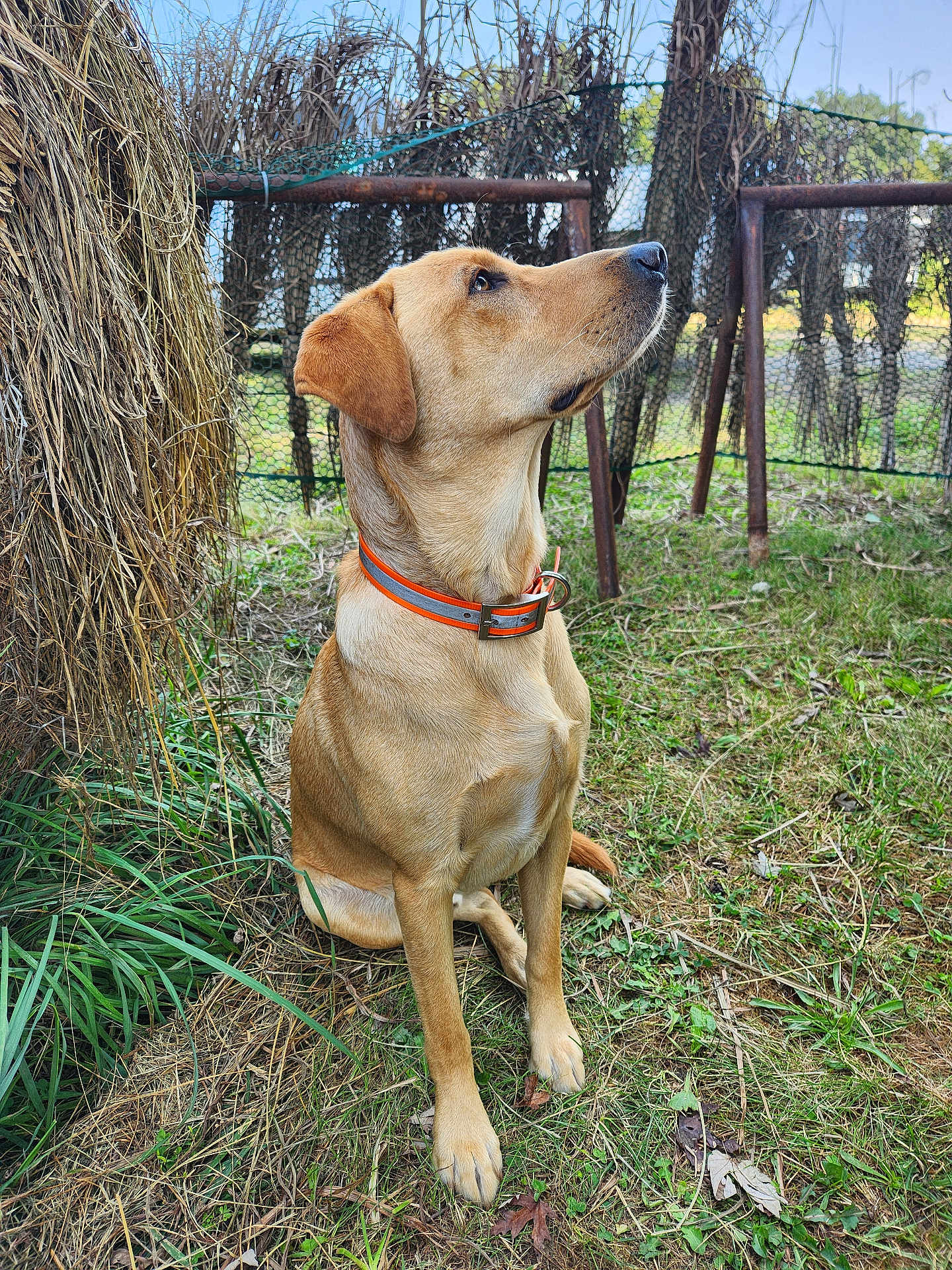Pepper