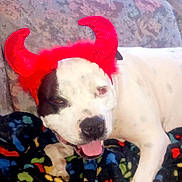 Missy Lou joined the competition — help win amazing prizes! animal, black_spot, blanket, close_up, costume, couch, cute, devil_horns, dog, funny, fur, indoor, pet, playful, red, relaxed, resting, smiling, tongue_out, white