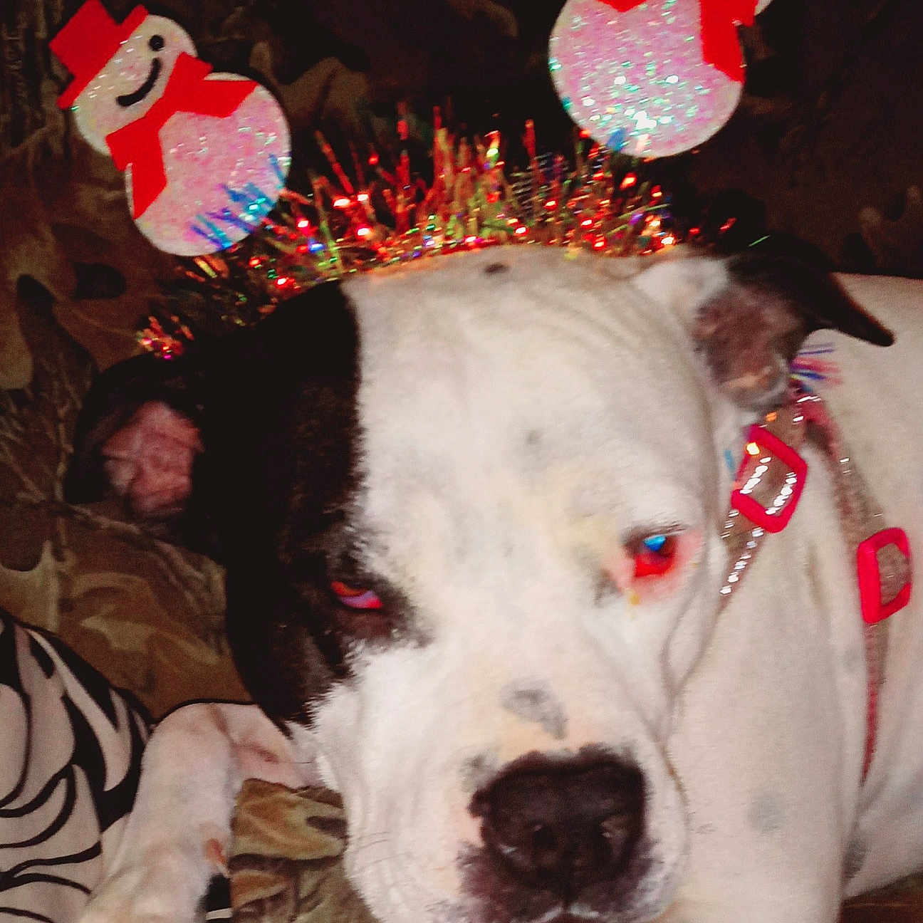 Missy Lou is registered to the contest to win money with this photo: animal, antennas, black, closeup, collar, couch, decorations, dog, ears, fabric, face, festive, holiday, indoor, laying_down, nose, pet, snowman, unimpressed, white