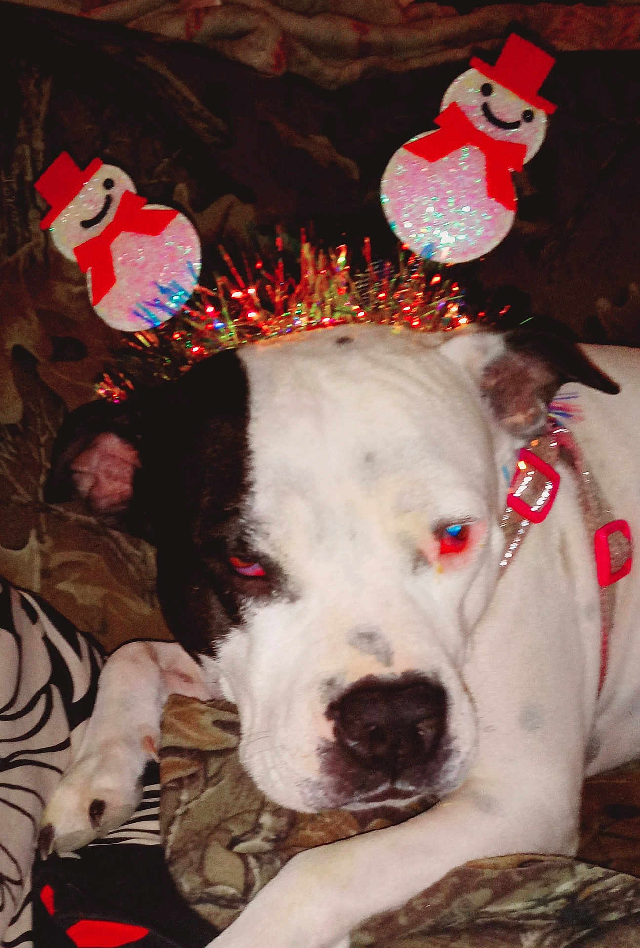 Missy Lou is registered to the contest to win money with this photo: animal, antennas, black, closeup, collar, couch, decorations, dog, ears, fabric, face, festive, holiday, indoor, laying_down, nose, pet, snowman, unimpressed, white