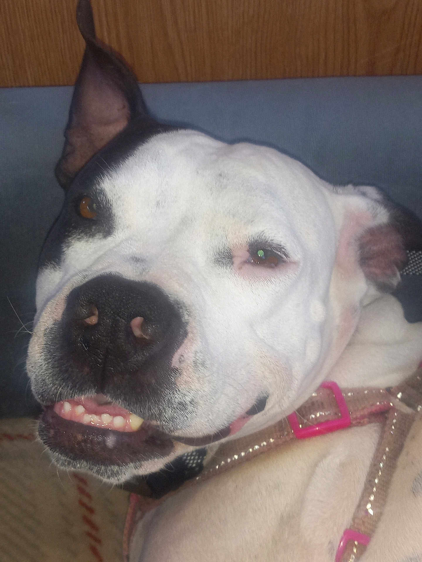 Missy Lou is registered to the contest to win money with this photo: dog, close_up, smiling, black_and_white, pet, canine, harness, indoor, face, teeth, ears, pink, cute, animal, friendly, fur, portrait, expression, happy, domestic