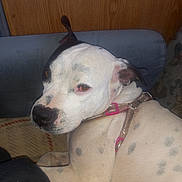 Missy Lou joined the competition — help win amazing prizes! dog, spotted_dog, white_dog, black_spots, pink_harness, pet, indoor, couch, wooden_wall, relaxed, looking_back, canine, animal, domestic_animal, fur, ears, snout, resting, house, companion